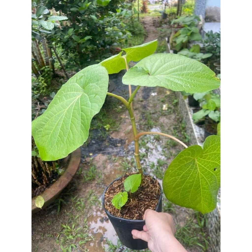 Cây dỗi đất (xá xị )thân gỗ trồng lấy lá ăn thịt nướng, xào, nhúng lẩu, nấu nước xá xị