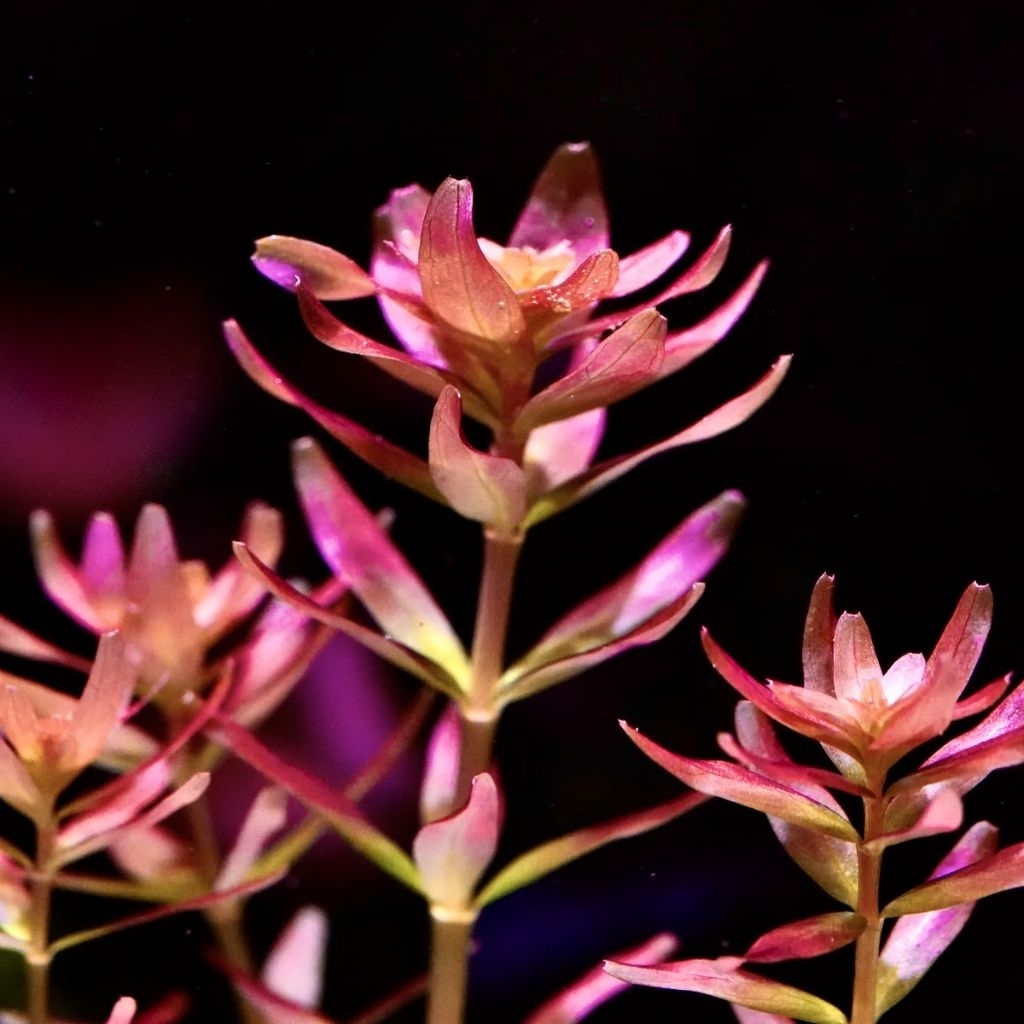 [Lá Nước] - Rotala Myanmar [Rotala rotundifolia 'Myanmar']