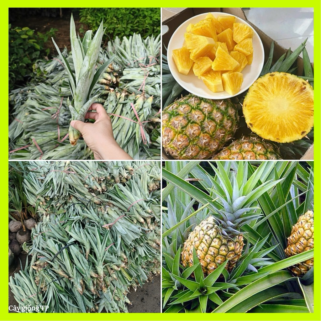 Combo 5 cây giống dứa mật MD2 không gai năng suất cao
