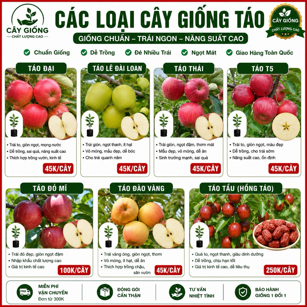 Cây Giống Táo Các Loại – Táo Thái, Táo Đại, Táo Lùn, Táo Đỏ, Táo Xanh – Cây Khỏe Dễ Trồng Nhanh Cho 