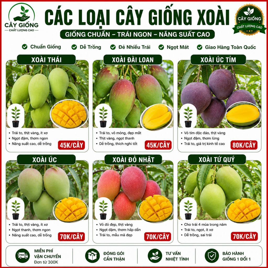 Cây Giống Xoài Các Loại – Xoài Đài Loan, Xoài Thái, Xoài Tứ Quý, Xoài Úc – Cây Khỏe Nhanh Cho Trái
