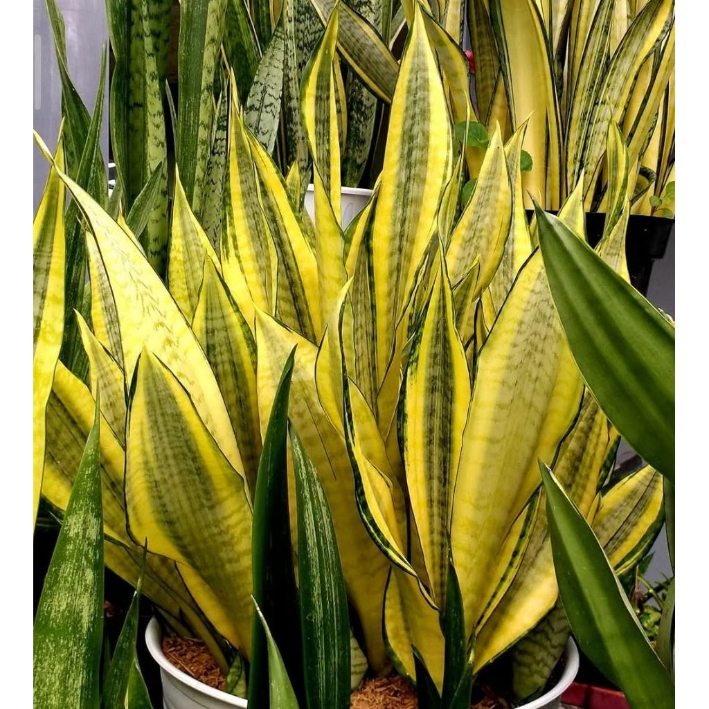 Sansevieria Futura Hendrika / Ashahi, bán c.ây con