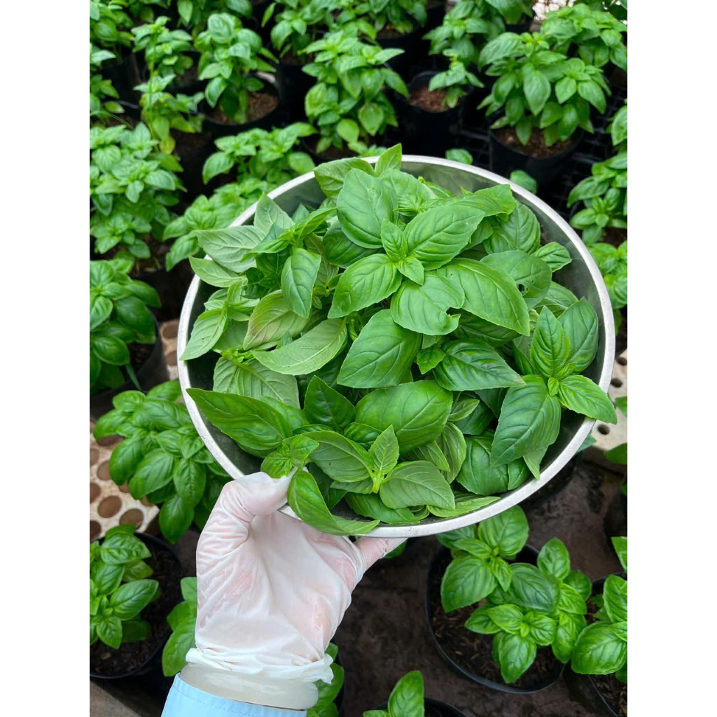 Lá Basil ,lá húng quế tươi làm sốt pesto 100g -sku160