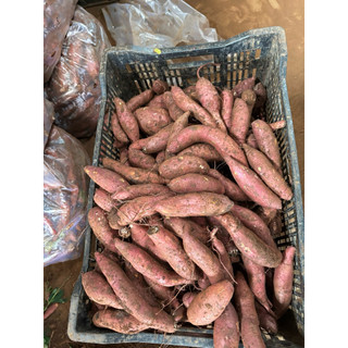 khoai lang mật Đà Lạt , Tà Nung 1kg vừa dùng thử
