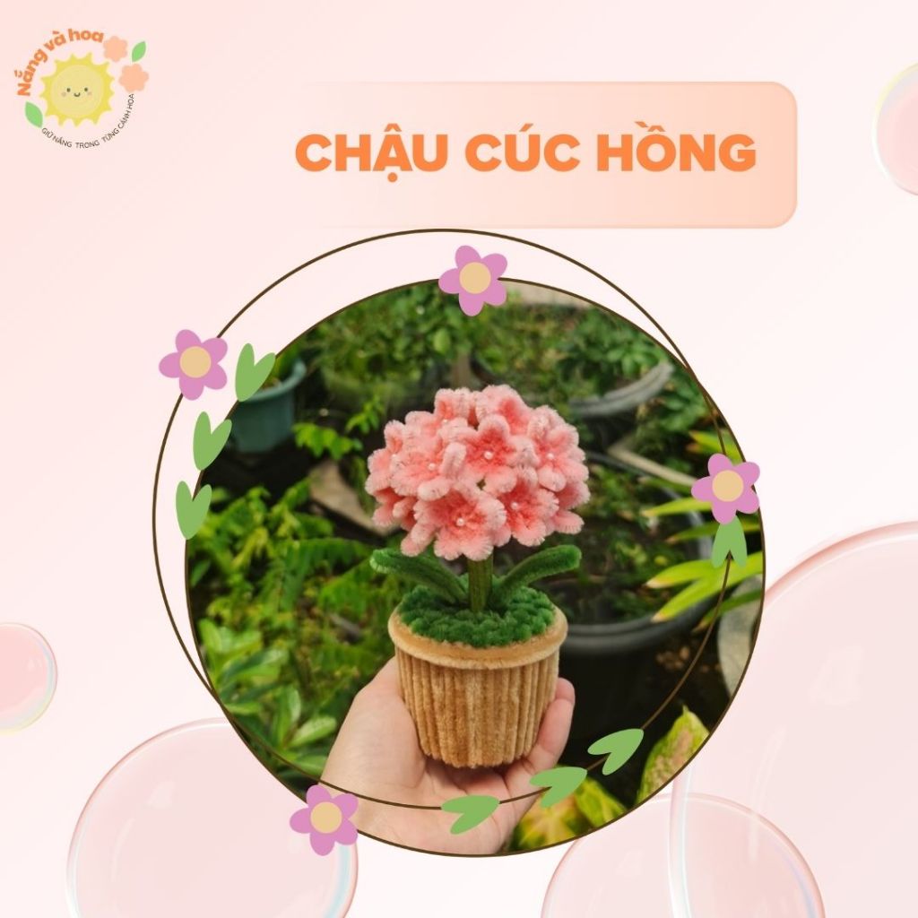 HC2 – Chậu Hoa Cúc Kẽm Nhung – Đẹp Bền Và Ý Nghĩa