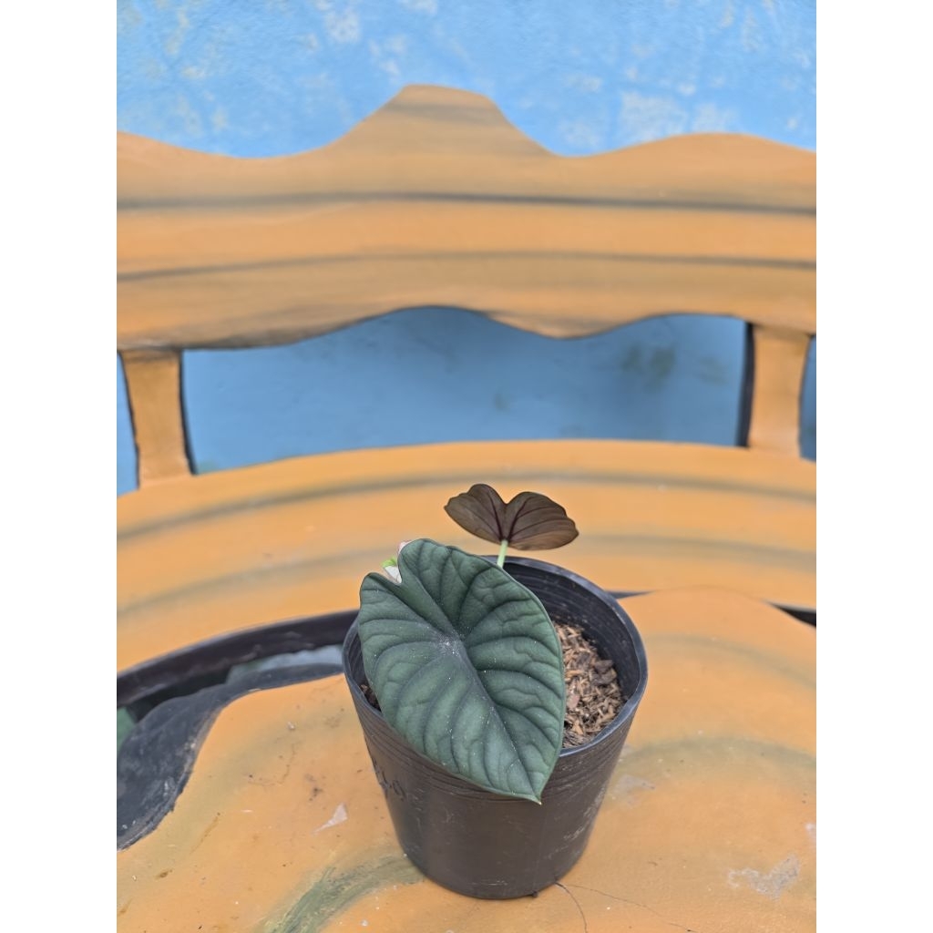 Alocasia Nebula | Nebula | Cây Kiểng Lá Trang Trí Trong Nhà