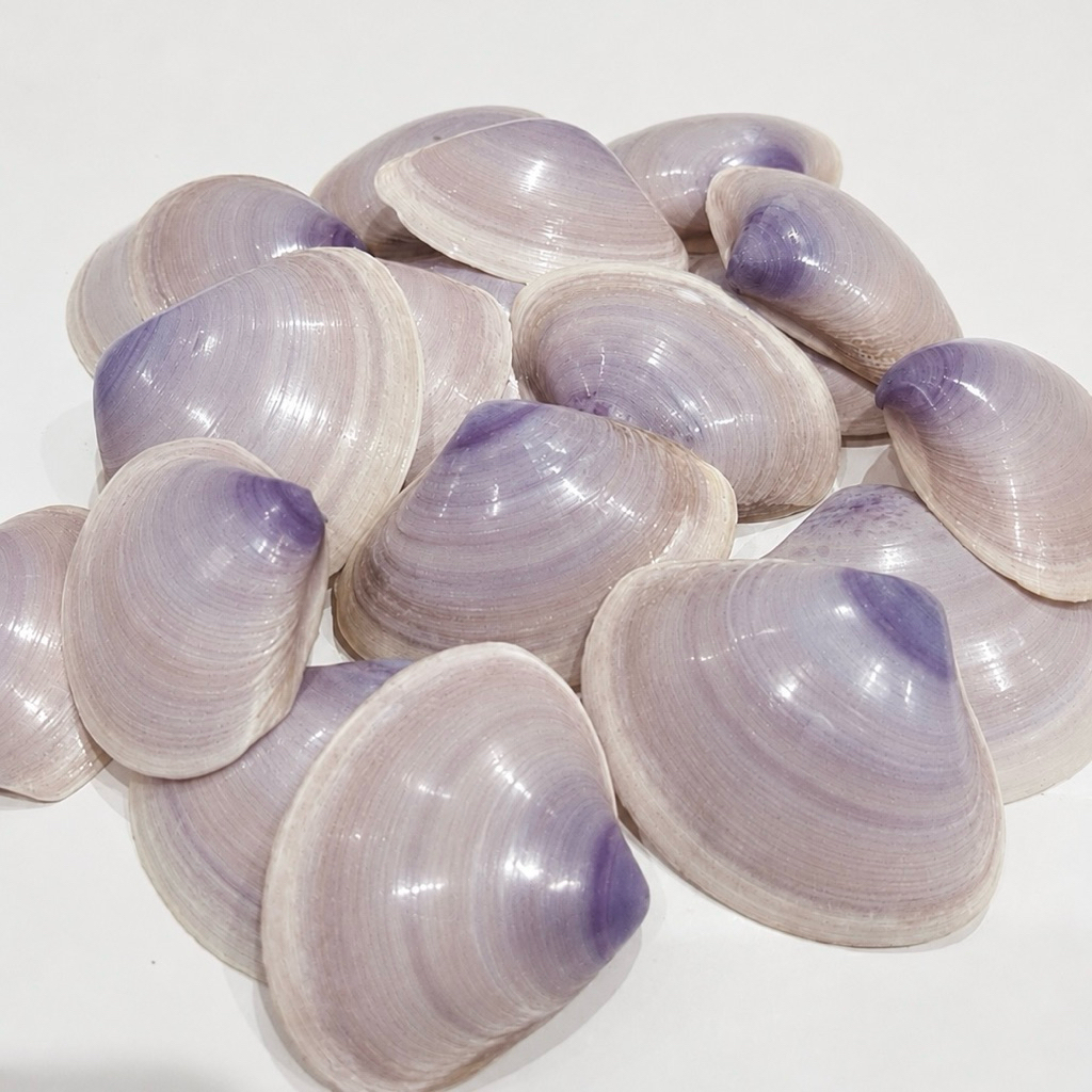 Vỏ Ngao Bộp Tím Tự Nhiên dùng làm hoa, handmade, tiểu cảnh