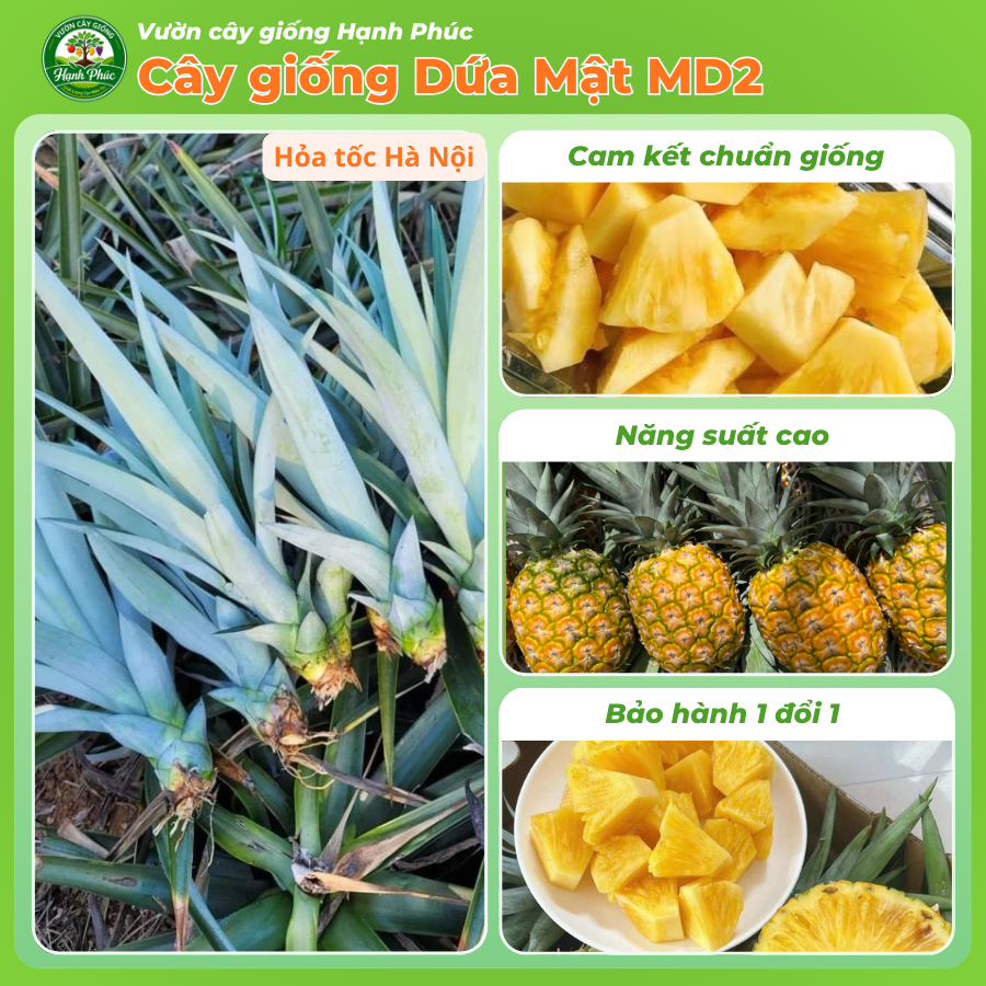 Cây giống DỨA MẬT MD2, KHÔMG PHẢI GỌT MẮT ,NHIỀU MẬT QUẢ 2-3kg/ Quả