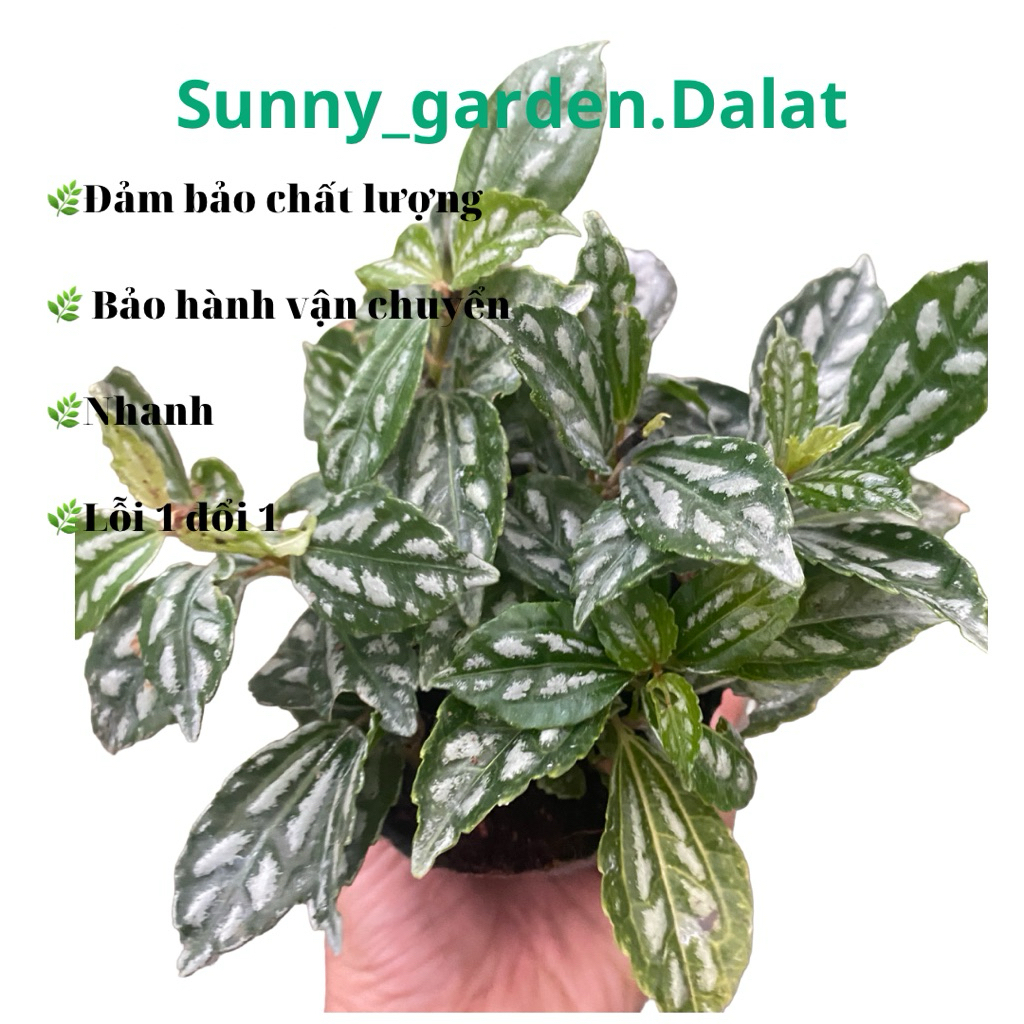 Chậu lá dưa hấu ( nhỉ hổ trắng) - Pilea cadierei