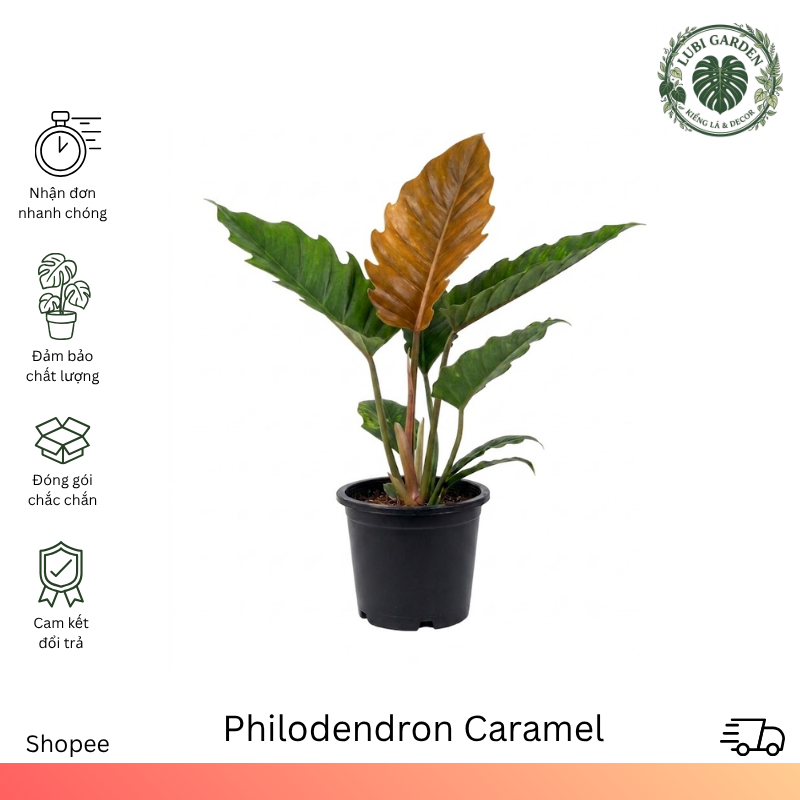 Philodendron Caramel - Điểm Nhấn Lá Răng Cưa Nâu Đồng - Cây Decor Nhiệt Đới
