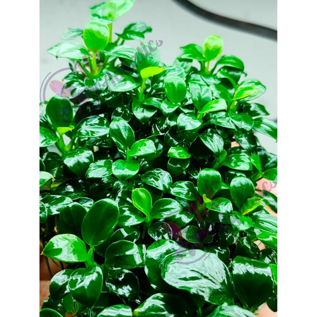 Ráy Nana Petite Sing, Thái gen cũ ngọn lẻ chuẩn đẹp - dán lũa - Cây thủy sinh lá nước - H2Aquatics