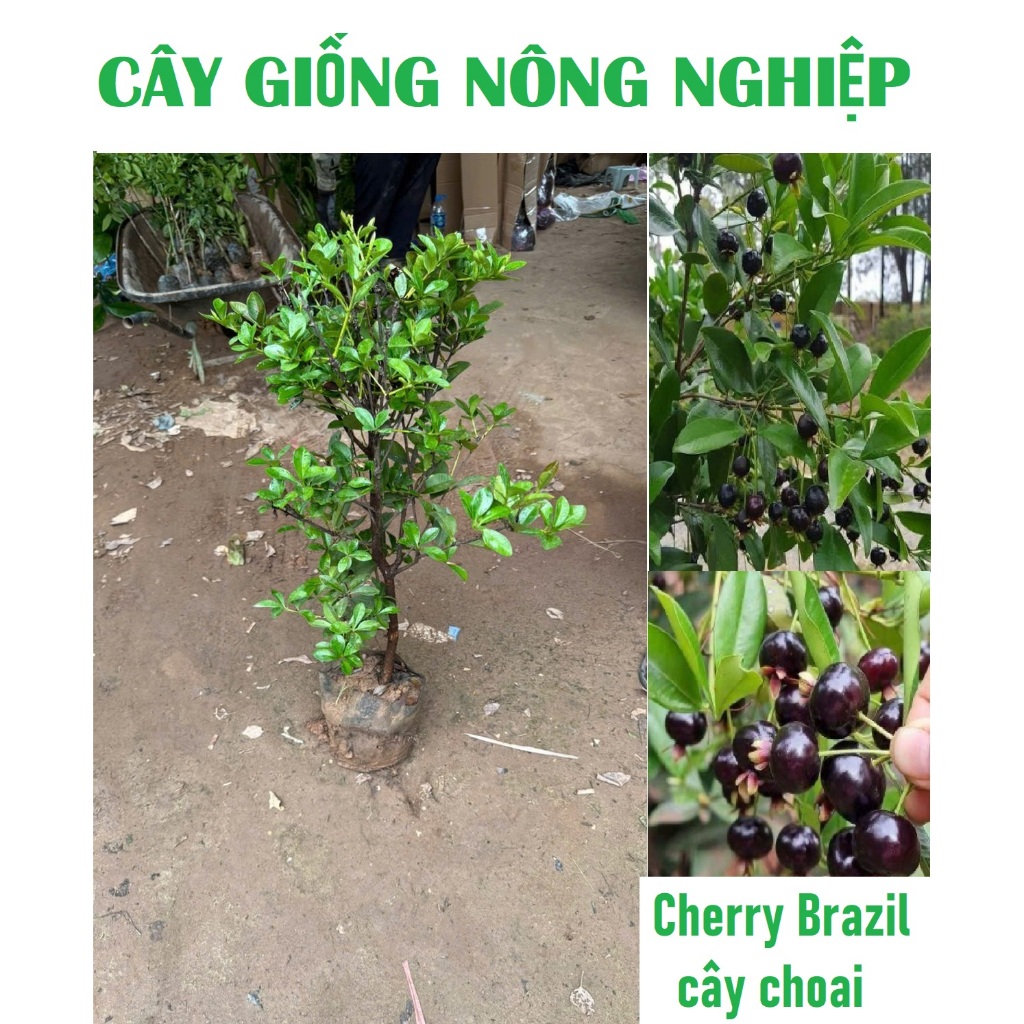 Cây giống Chery Brazil choai 1m (ảnh cây thật) chuẩn giống - Tặng kèm phân bón