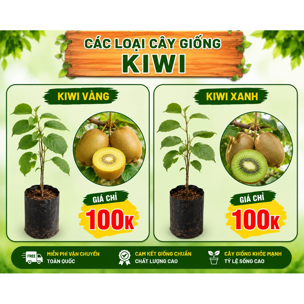 CÂY GIỐNG KIWI VÀNG – KIWI XANH | GIỐNG KHỎE – DỄ TRỒNG – NHANH CHO TRÁI