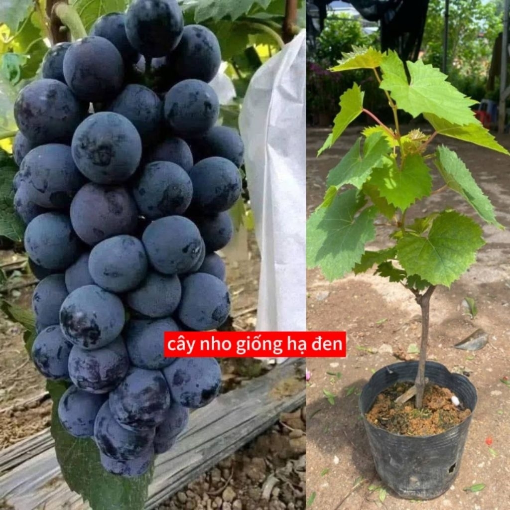 cây nho sữa và nho hạ đen