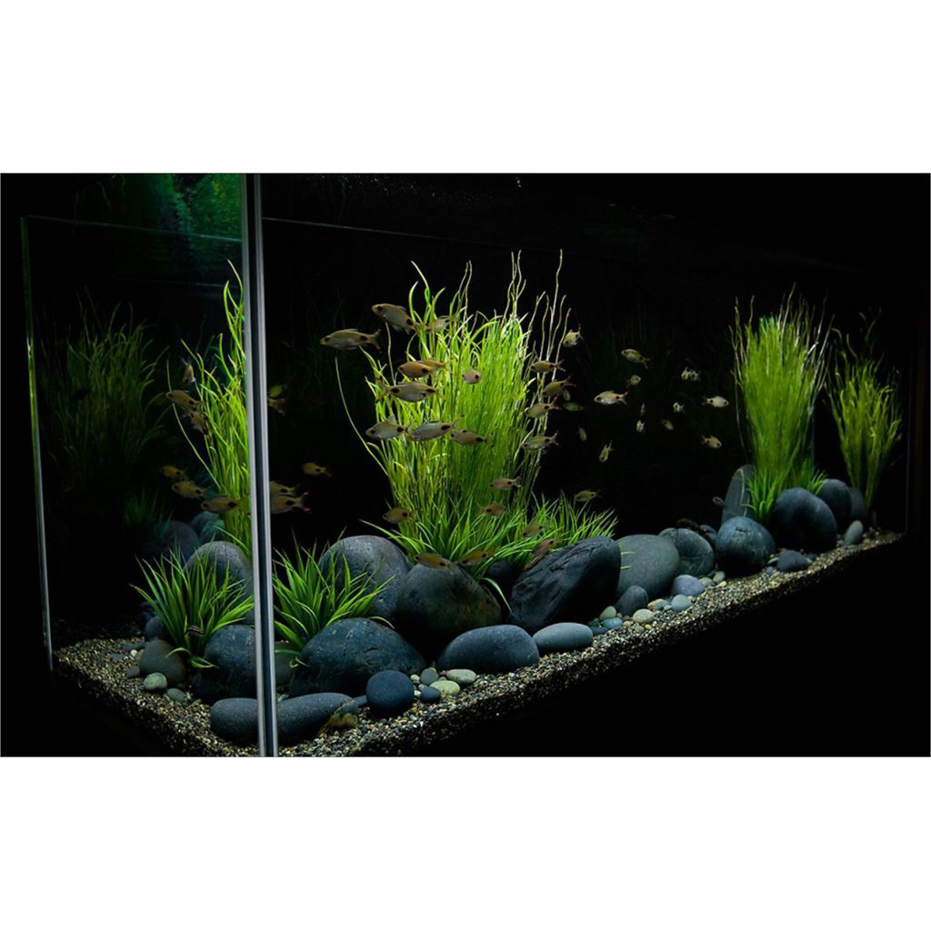 ĐÁ ĐEN NHẬT - BIOTOPE TỐI GIẢN, IWAGUMI, NATURE