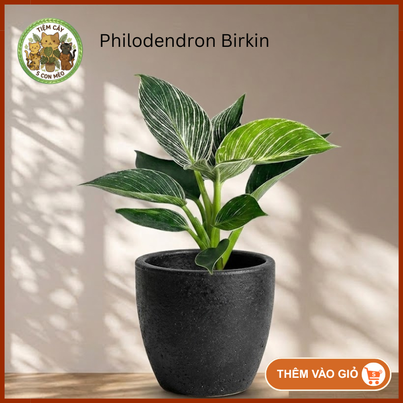 Philodendron Birkin - Trầu Bà Kim Cương Sọc Trắng Phong Thủy