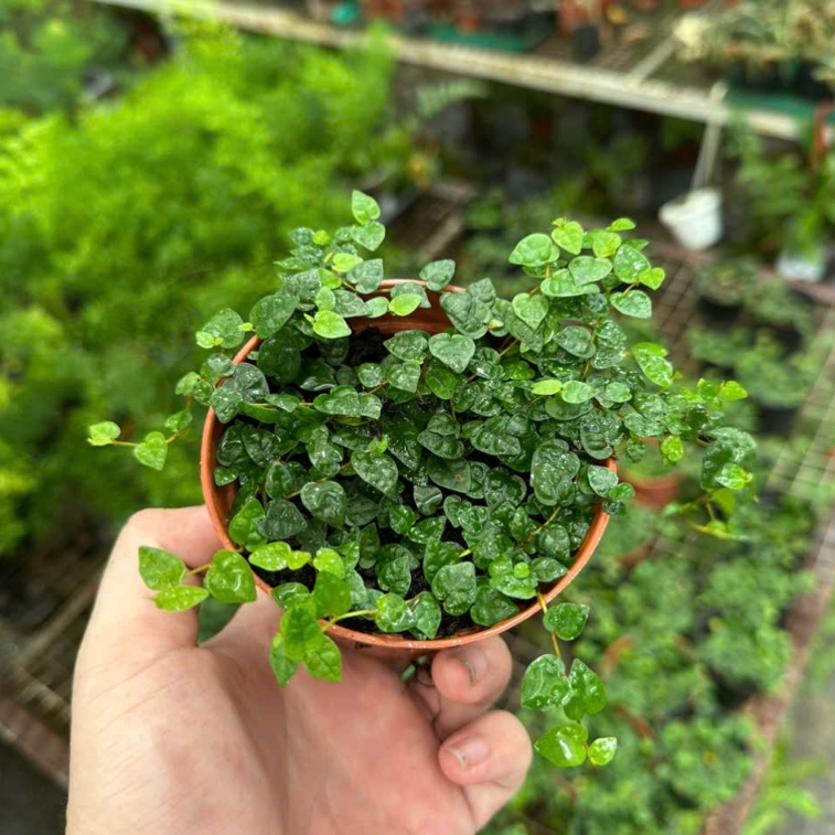 Cây Vảy Ốc (Pilea depressa) | Cây Sống Bò Nền Terrarium Paludarium Vivarium