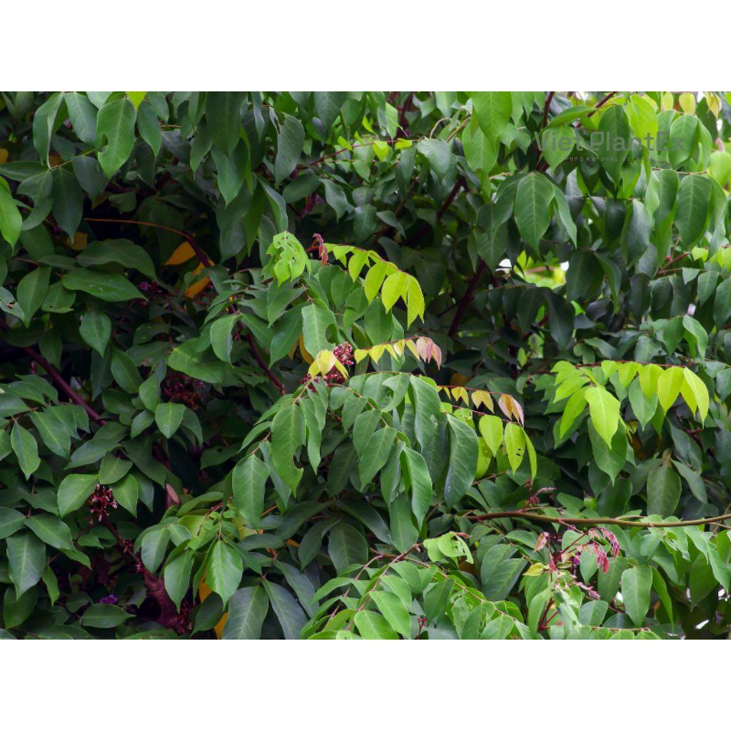Lá khế chua tươi ( 1kg lá khế chua tươi tự nhiên )