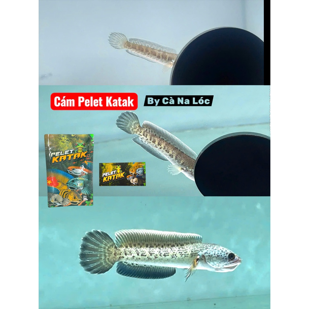 Cám PELET Katak - Nữ Hoàng | Hỗ trợ kì cao cho lóc lạnh | Cao Cấp | Thức ăn cá lóc