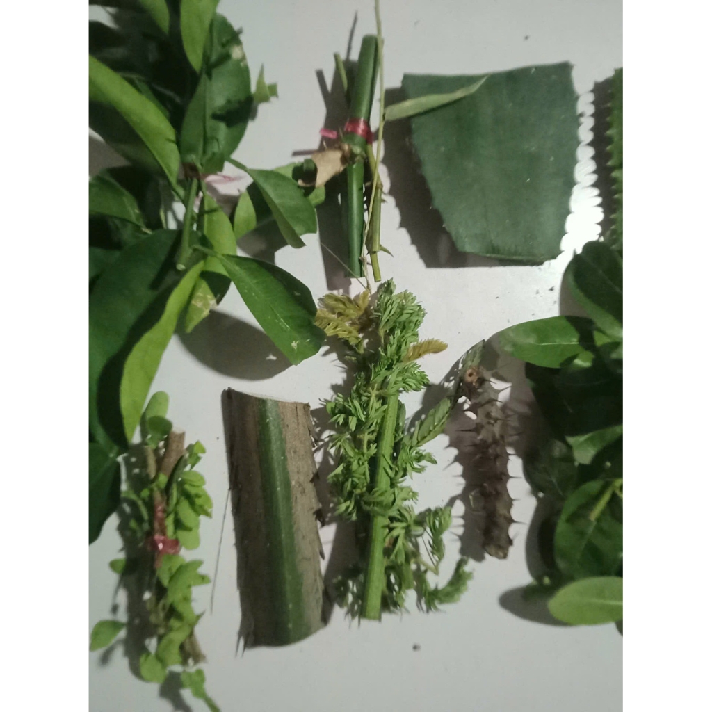 (MIỄN PHÍ VẬN CHUYỂN) Gai rừng(7 loại)(9 loại)(12 loại)trừ tà,xả xui,treo cửa,giải hạn,xông nhà,quán