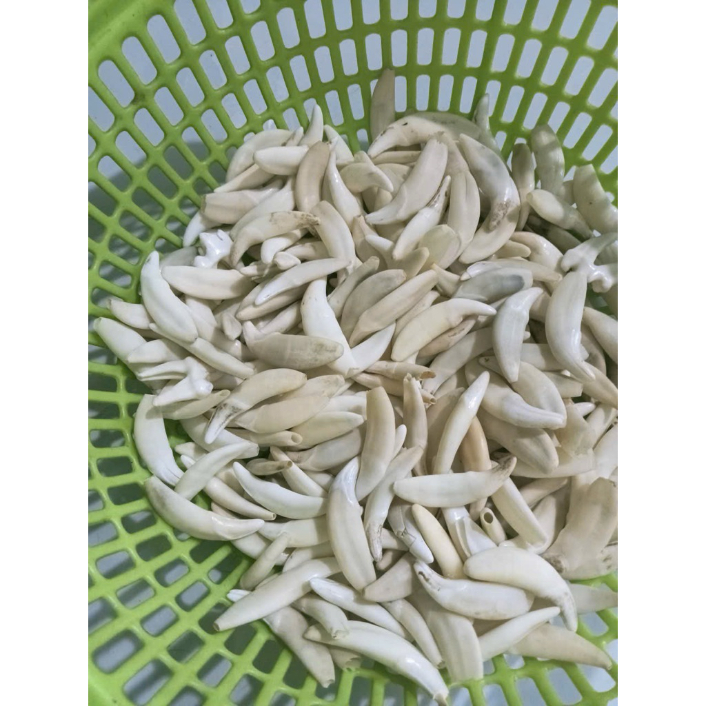Mặt dây chuyền nanh Sói chưa bọc bạc, đeo cổ thời trang nam nữ trẻ nhỏ.
