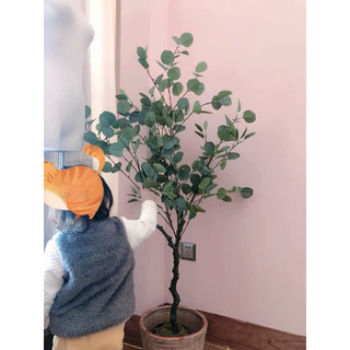 Cây Giả - Cây Bạch đàn Giả- Hàng cao cấp