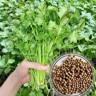 #Hạt giống rau củ quả dễ trồng bốn mùa có hướng dẫn ươm hạt giống chi tiết