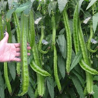 #Hạt giống rau củ quả dễ trồng bốn mùa có hướng dẫn ươm hạt giống chi tiết