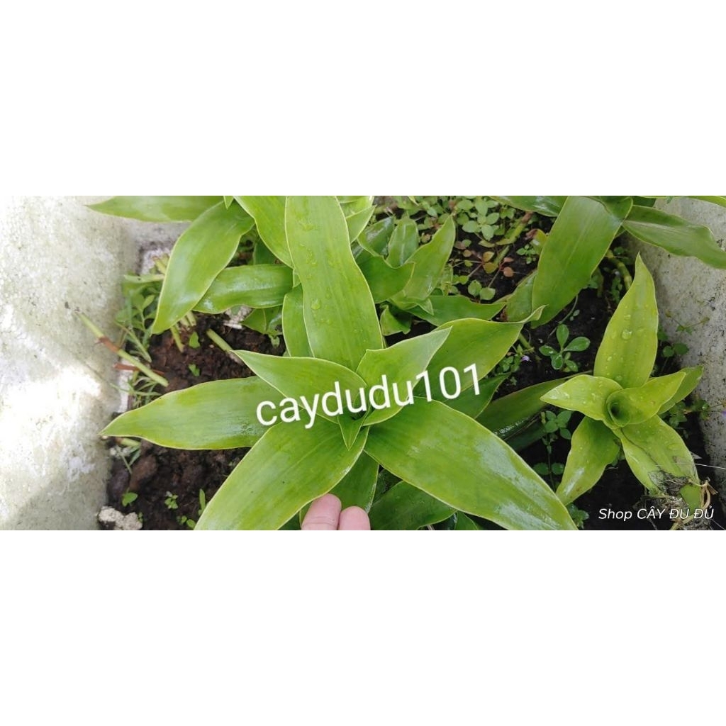 Combo 1 ký nhánh lá lược vàng
