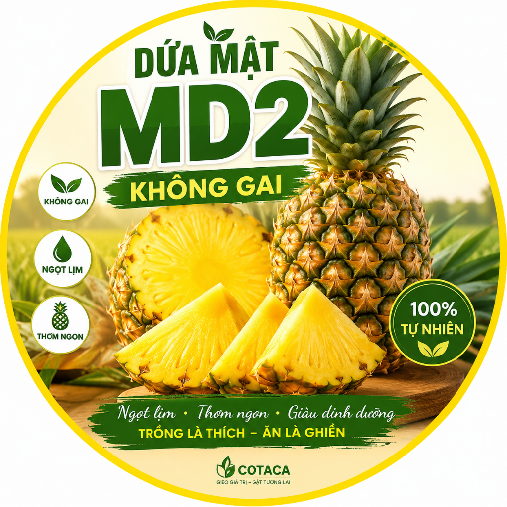 Giống Dứa MD2 (Dứa Mật MD2) Lá Không Gai, Mầm Giống Siêu To Khoẻ