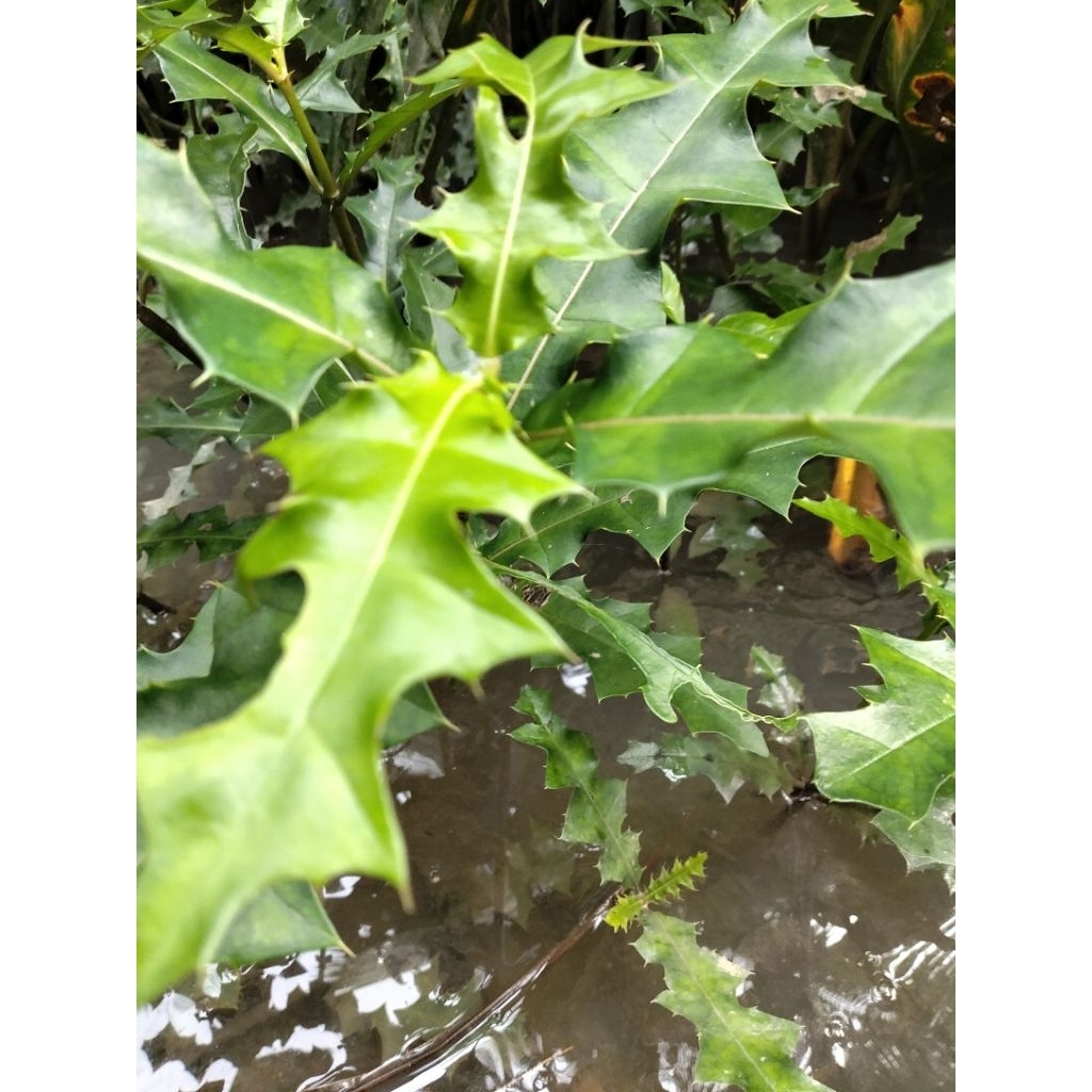 cây ô rô 500 g