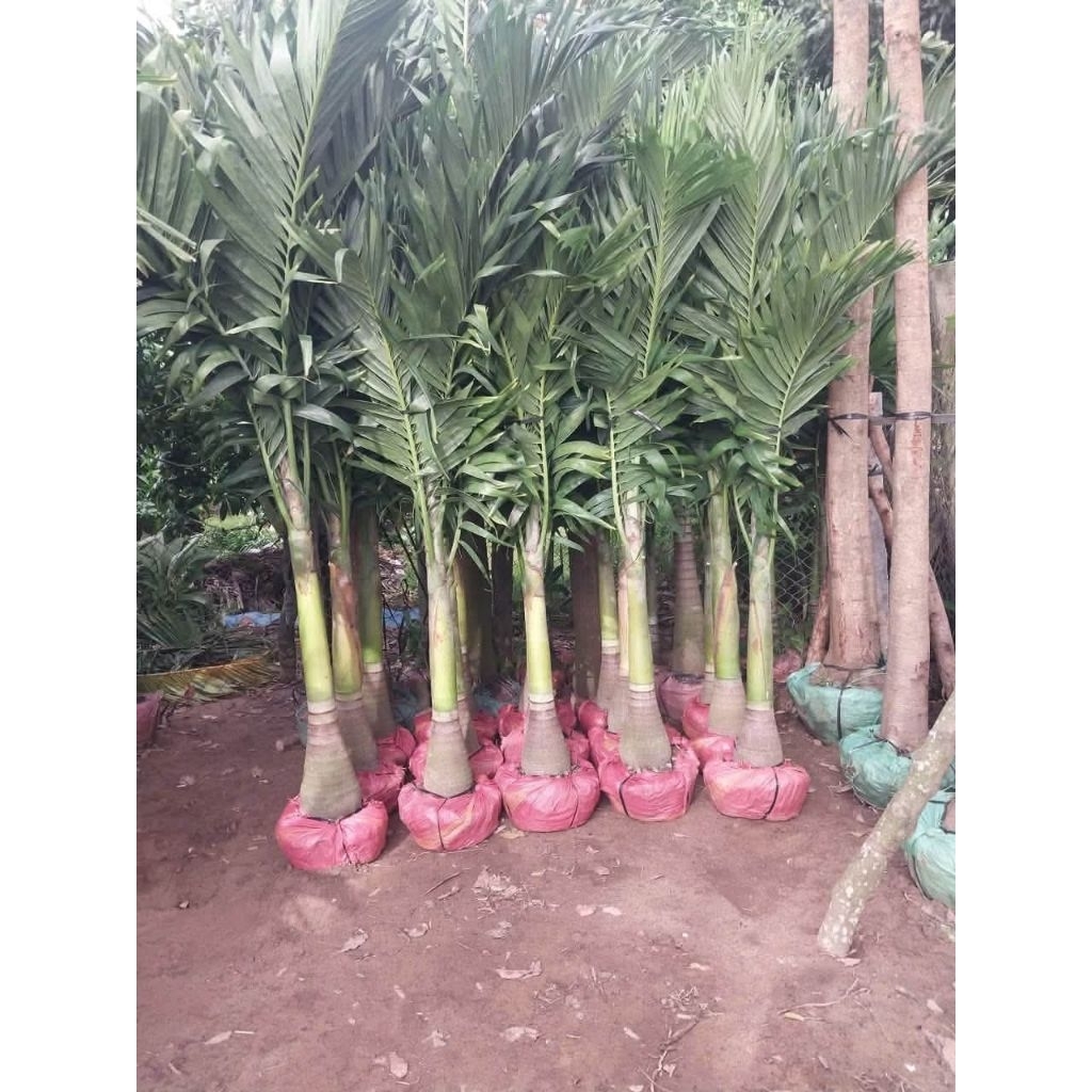 Cây 🌲 Cau Đỏ Đài Loan....2m