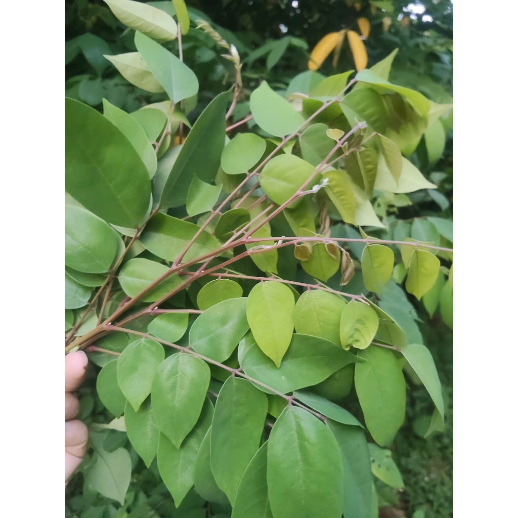 [Chỉ Giao Miền Bắc] Lá Khế Chua Tươi Vườn Nhà - Lá Khế Sạch Tự Nhiên Tắm Bé, Nấu Nước, Xông Hơi