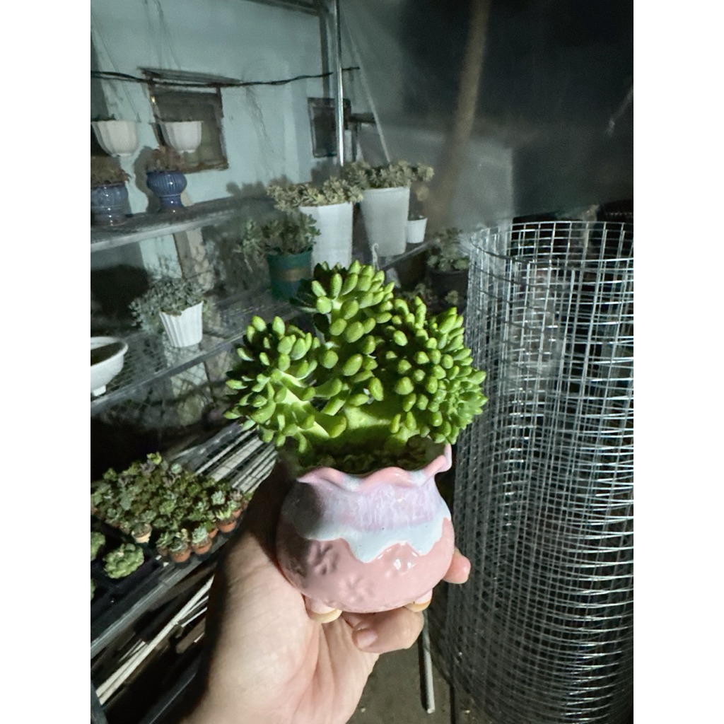 sen đá cress bản lạ 1 cây sẵn chậu y hình