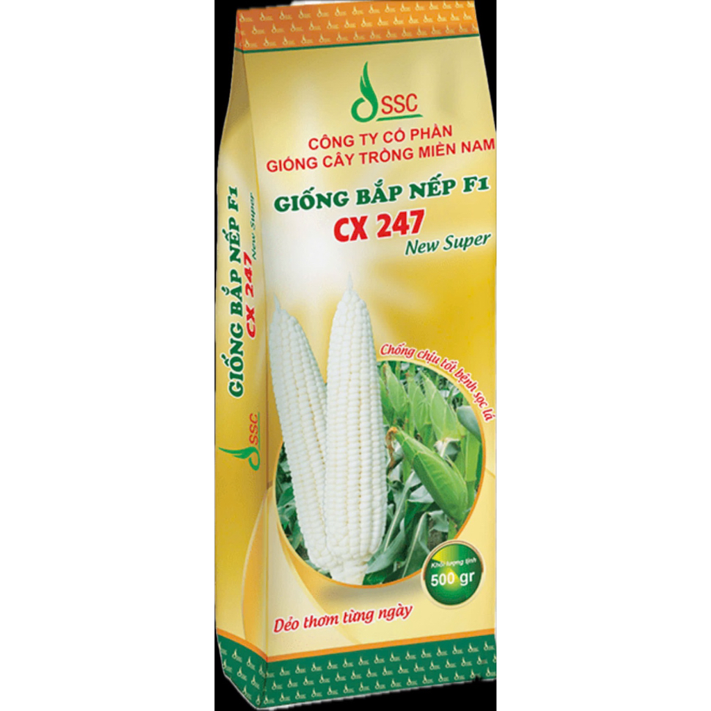 GIỐNG BẮP NẾP F1 /CX247