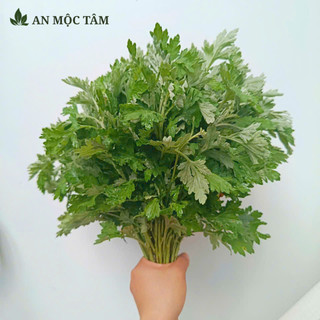 [HCM & Lân Cận] Rau Ngải Cứu Tươi Loại Đẹp – Lá Dày, Thơm | Nấu Ăn + Ngâm Chân Cực Tốt Cho Người Lớn Tuổi