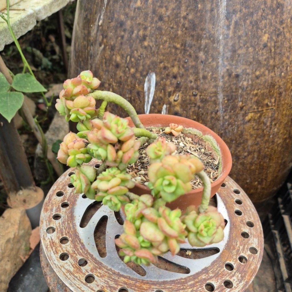 sen đá cổ thụ nuda Đà Lạt