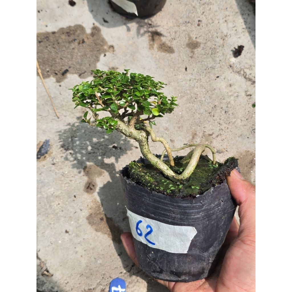 sam hương bonsai mini