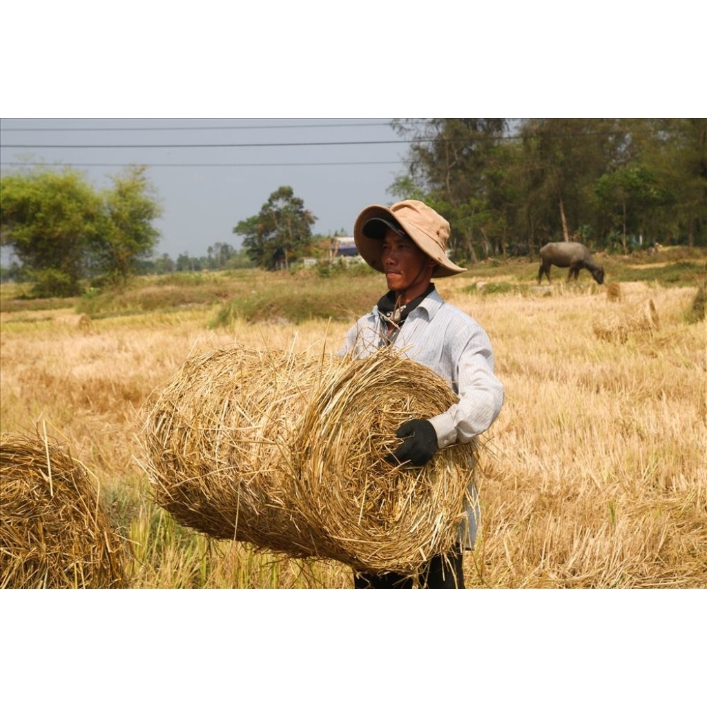 Rơm cuộn Đồng Tháp cuộn to 17-20kg