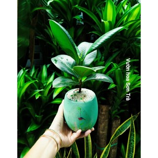 (VHST giao trong ngày) Cây ĐA BÚP ĐỎ chậu để bàn ưa mát.