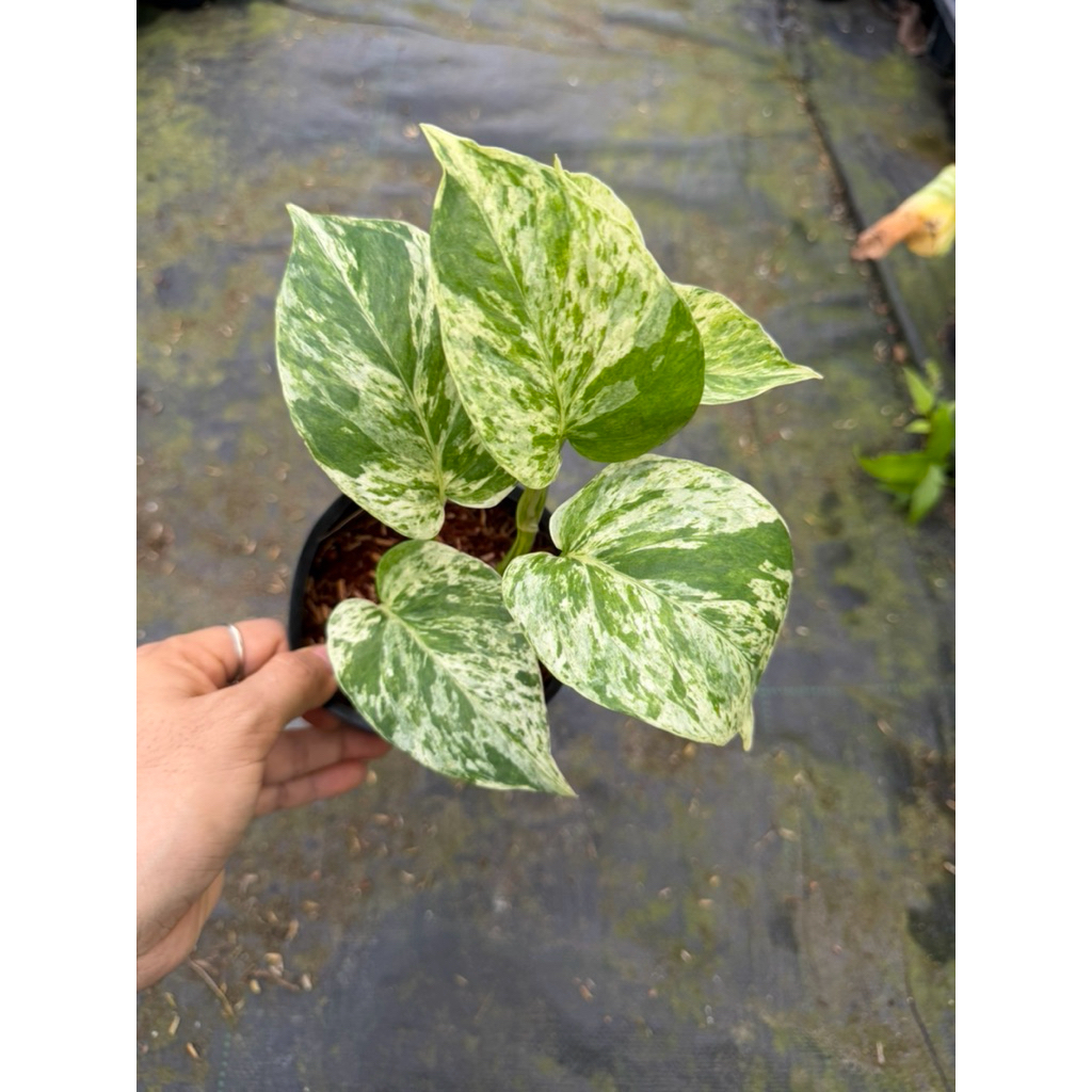 chậu cây giống trầu bà sữa ( Mable queen )