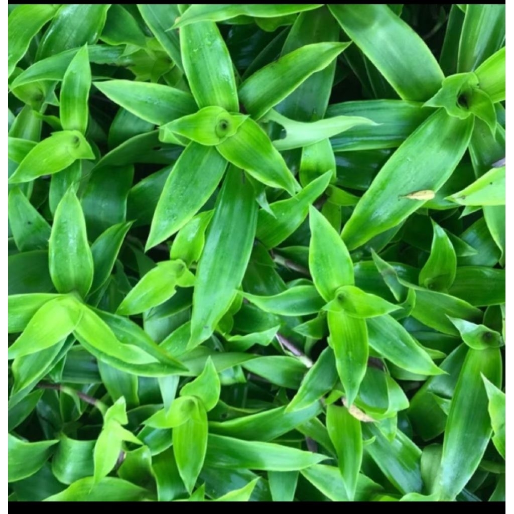 GIAO HỎA TỐC - 1kg lá, ngọn lược vàng, 1kg cây lược vàng không rễ