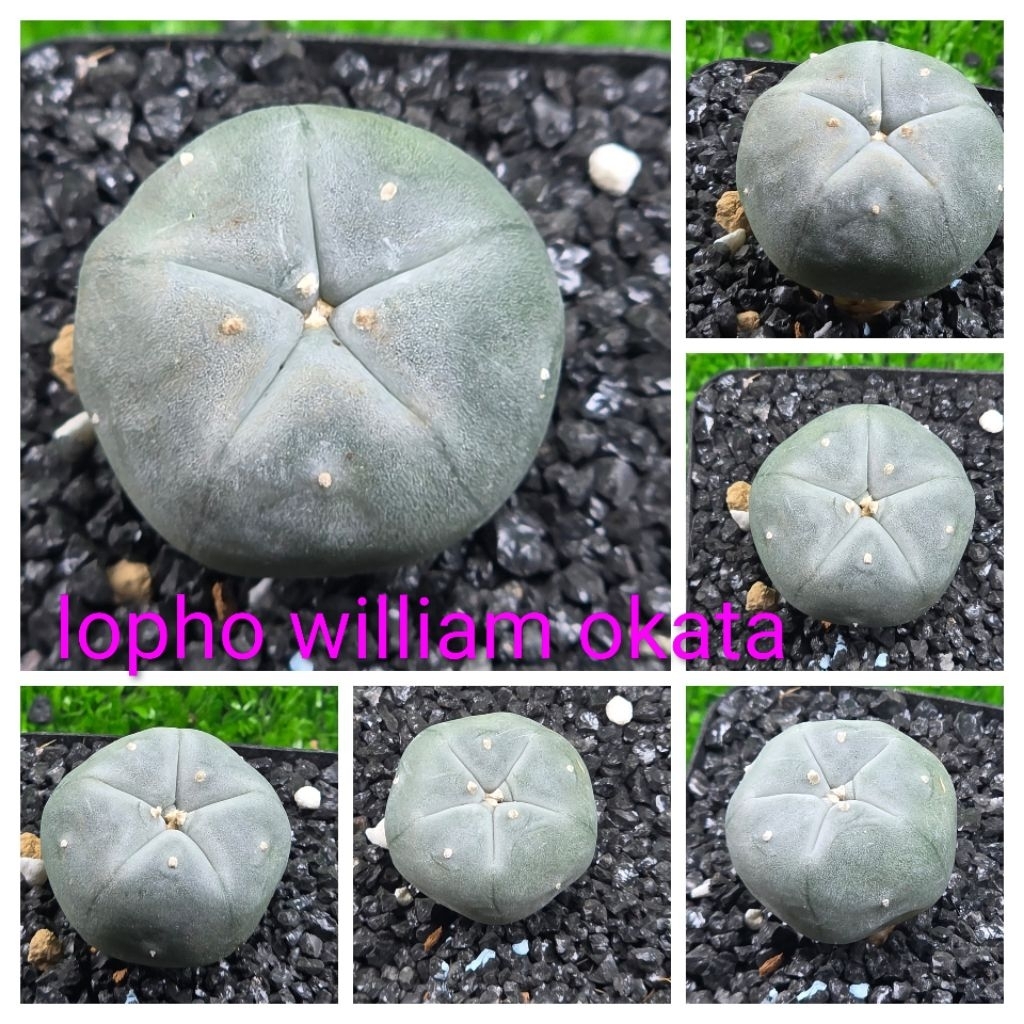 ( cây hiếm) lopho william okata 5 múi hàng đẹp gieo hạt thái lan cây đẹp rễ to khỏe