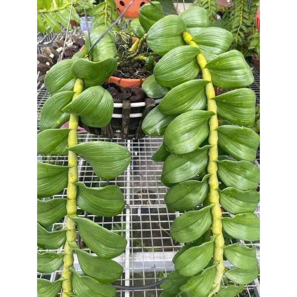 Phi Điệp Lá Mít Tuyên Quang