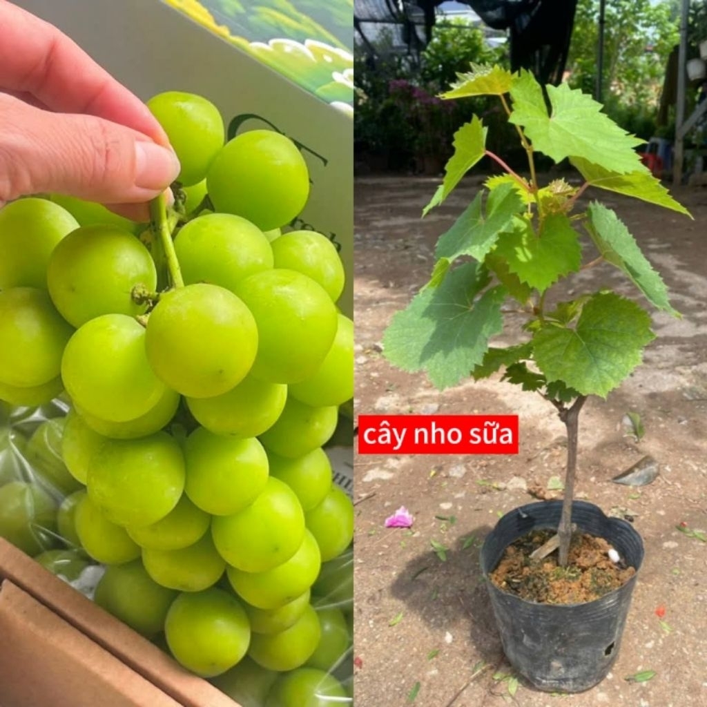 cây nho hạ đen và nho sữa