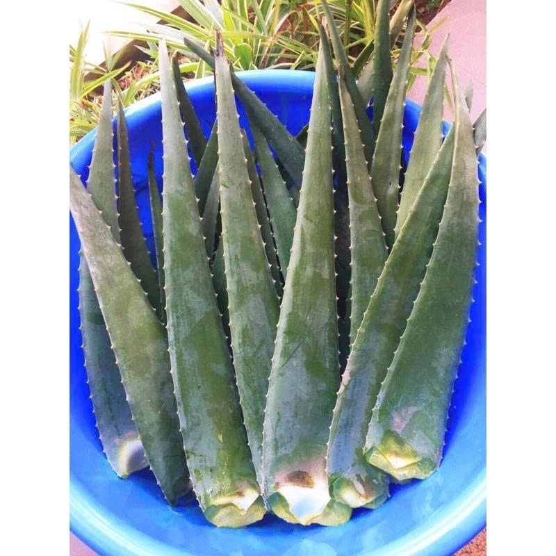 lá nha đam tươi