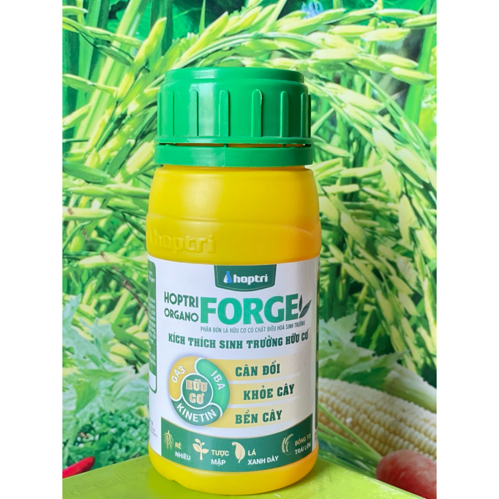 FORGE HỢP TRÍ
