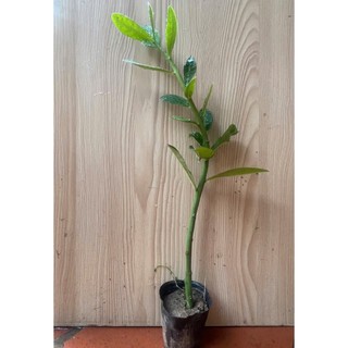 Cây Giống Thạch Anh Bầu 1 Cây Lẻ,Cao 25cm,Dễ Trồng Phù Hợp Với Mọi Thời Tiết Khí Hậu.