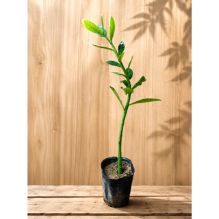 Cây Giống Thạch Anh Bầu 1 Cây Lẻ,Cao 25cm,Dễ Trồng Phù Hợp Với Mọi Thời Tiết Khí Hậu.