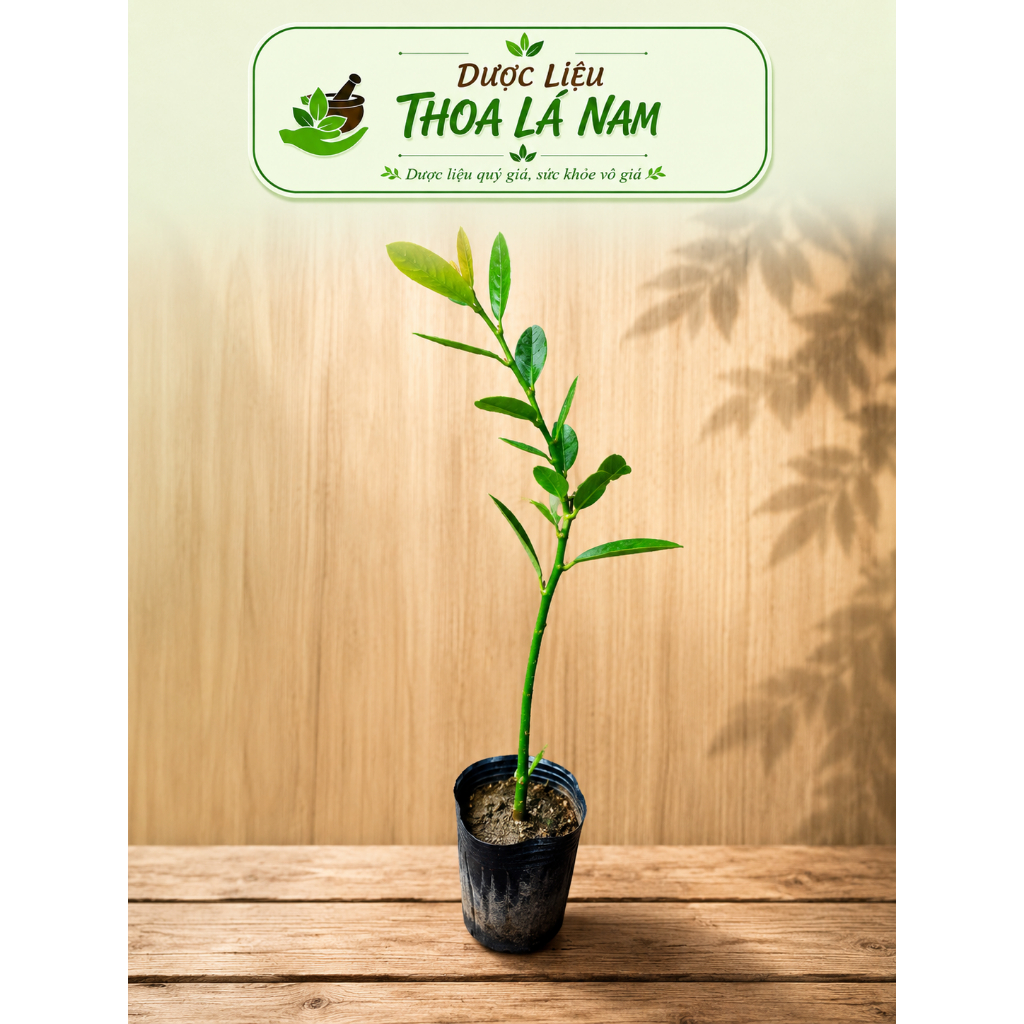 Cây Giống Thạch Anh Bầu 1 Cây Lẻ,Cao 25cm,Dễ Trồng Phù Hợp Với Mọi Thời Tiết Khí Hậu.